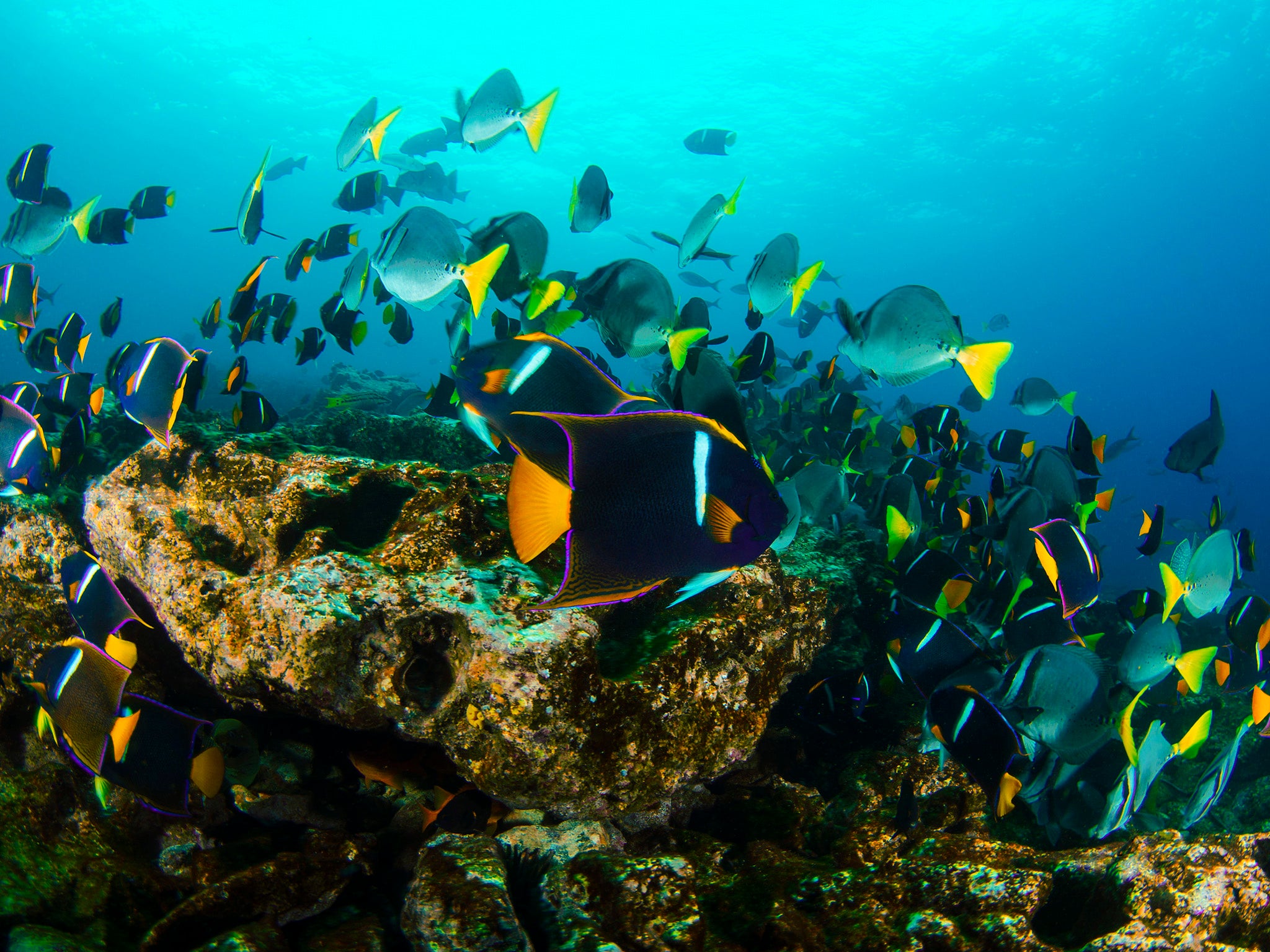 Waters surrounding the Galapagos Islands are known for their extraordinary diversity of marine life