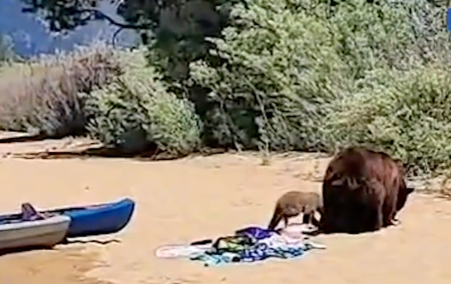 <p>Shocked beachgoers watched on as black bears wandered the beach in Lake Tahoe</p>