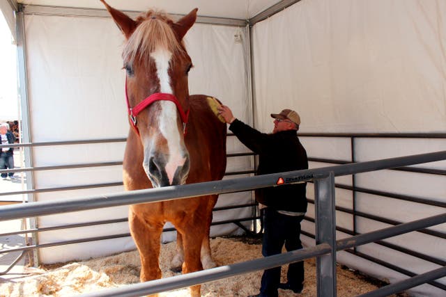 <p>Big Jake earned the  Guinness Book of World Records for world’s tallest horse in 2010</p>
