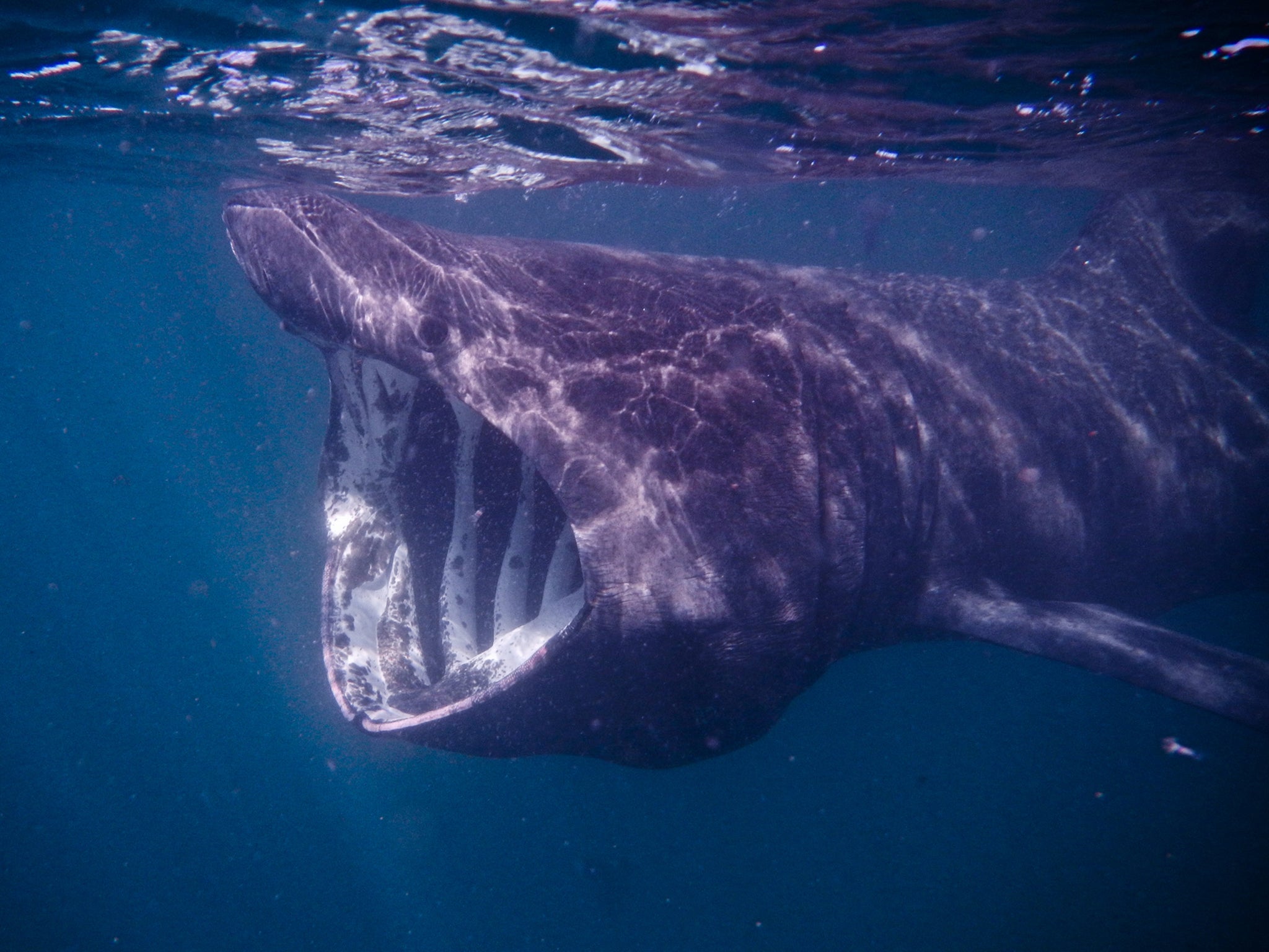 Conservationists in Ireland are calling for laws to protect endangered basking sharks