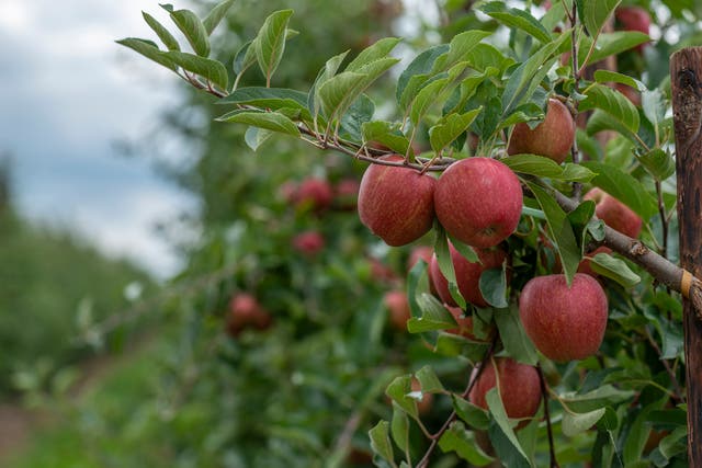 <p>Camellia has bought the UK’s second biggest apple farm in the UK (Camellia/PA)</p>