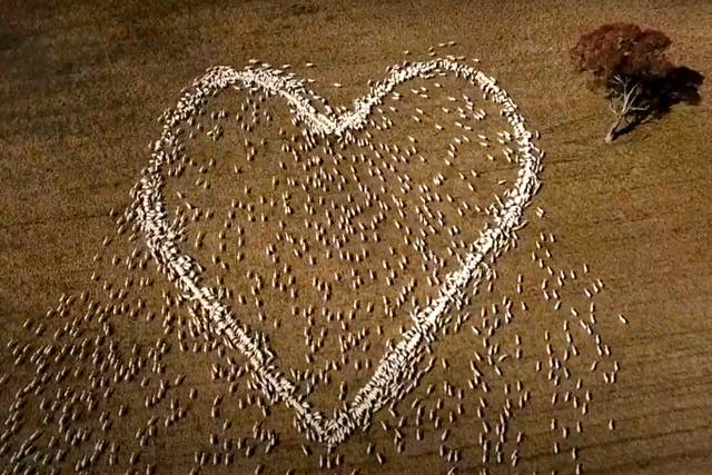 AUSTRALIA-OVEJAS-CORAZON