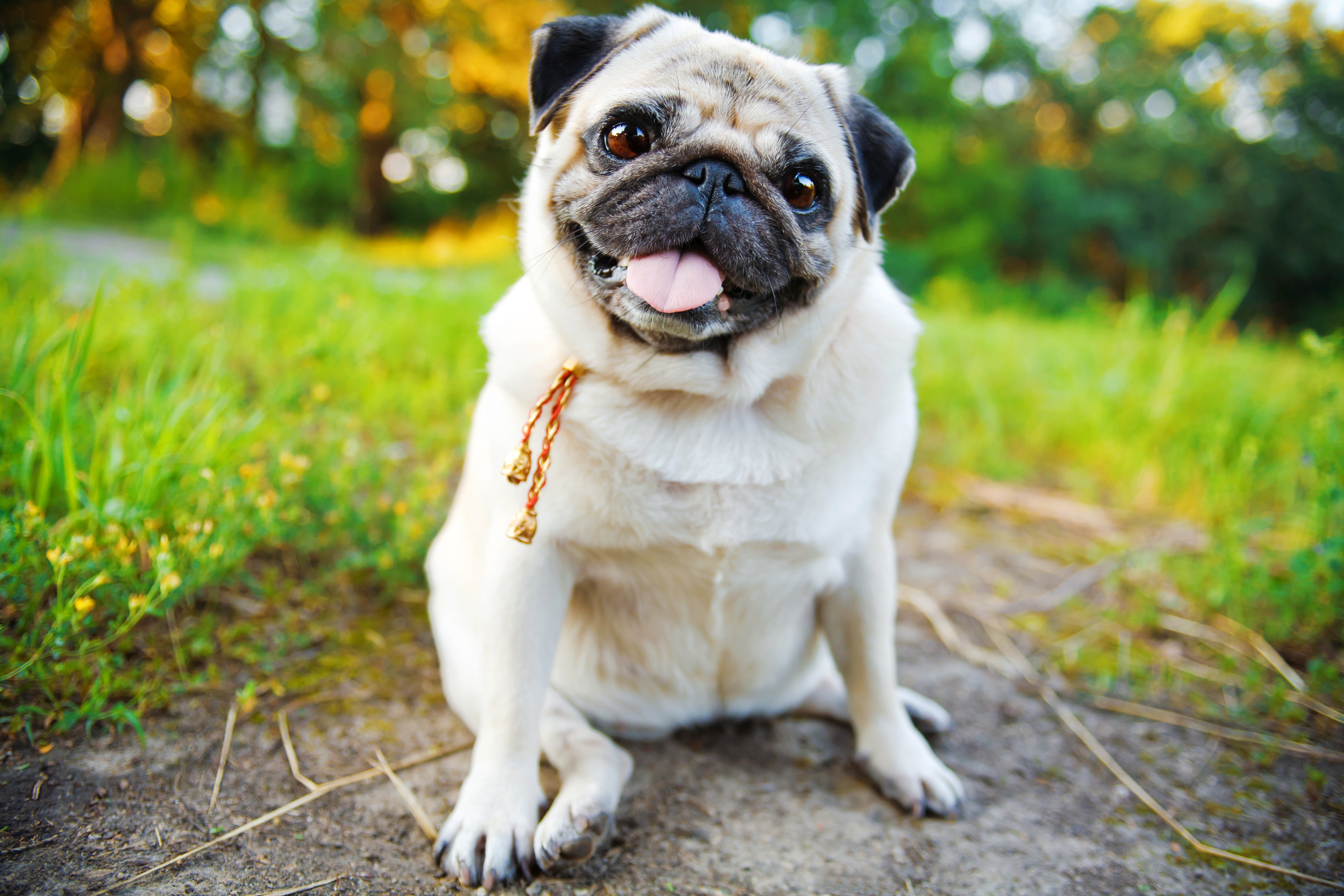 Pugs had an average lifespan of 7.65 years