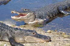 How many people are killed by alligators in the US each year?