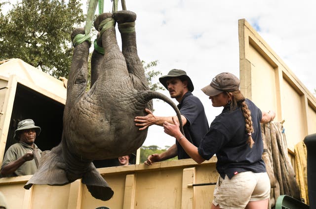 <p>Hundreds of elephants were relocated to a new home in 2022 </p>