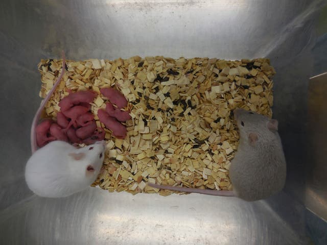 RATONES-MACHOS-CRÍAS