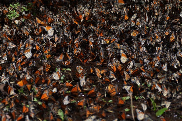MÉXICO-MARIPOSA MONARCA