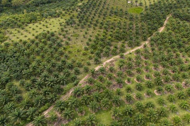 Indonesia Deforestation