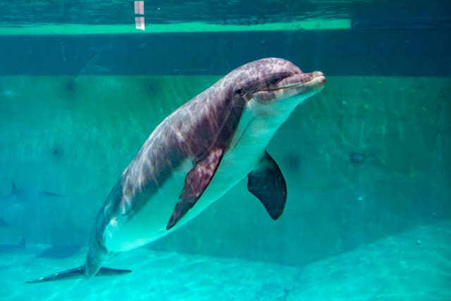 <p>Bottlenose dolphin at Boudewijn Seapark in Brugge </p>
