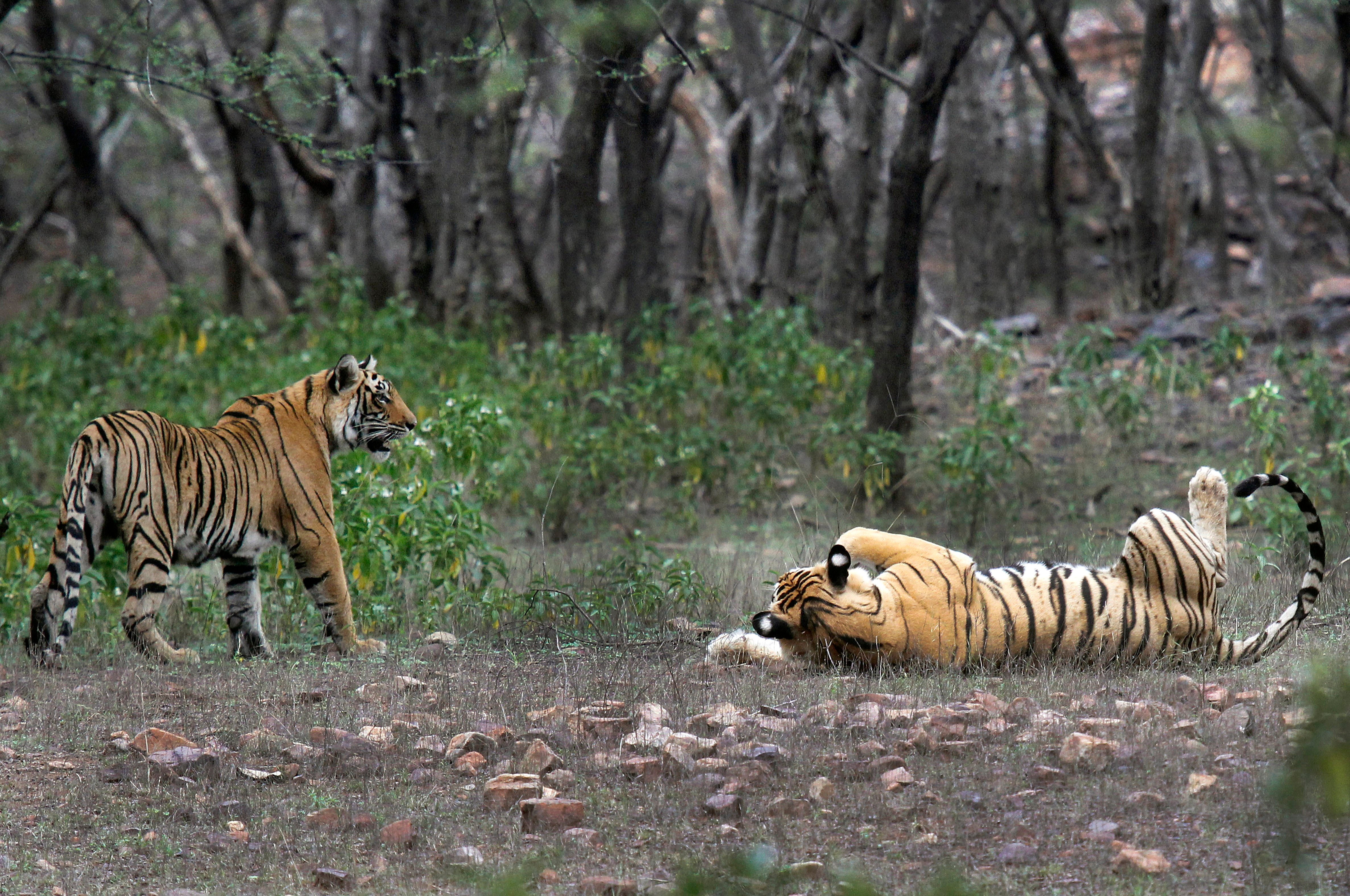 File: Royal Bengal Tigers seen playing at a national park in India