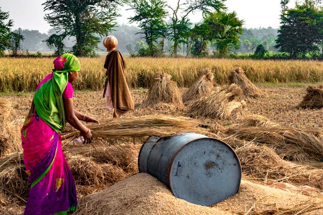 <p>File. An Indian farmer works in her field</p>