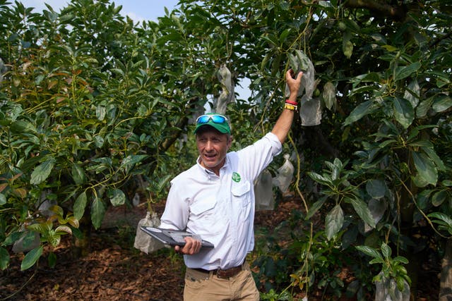 Guatemala US Avocado Exports