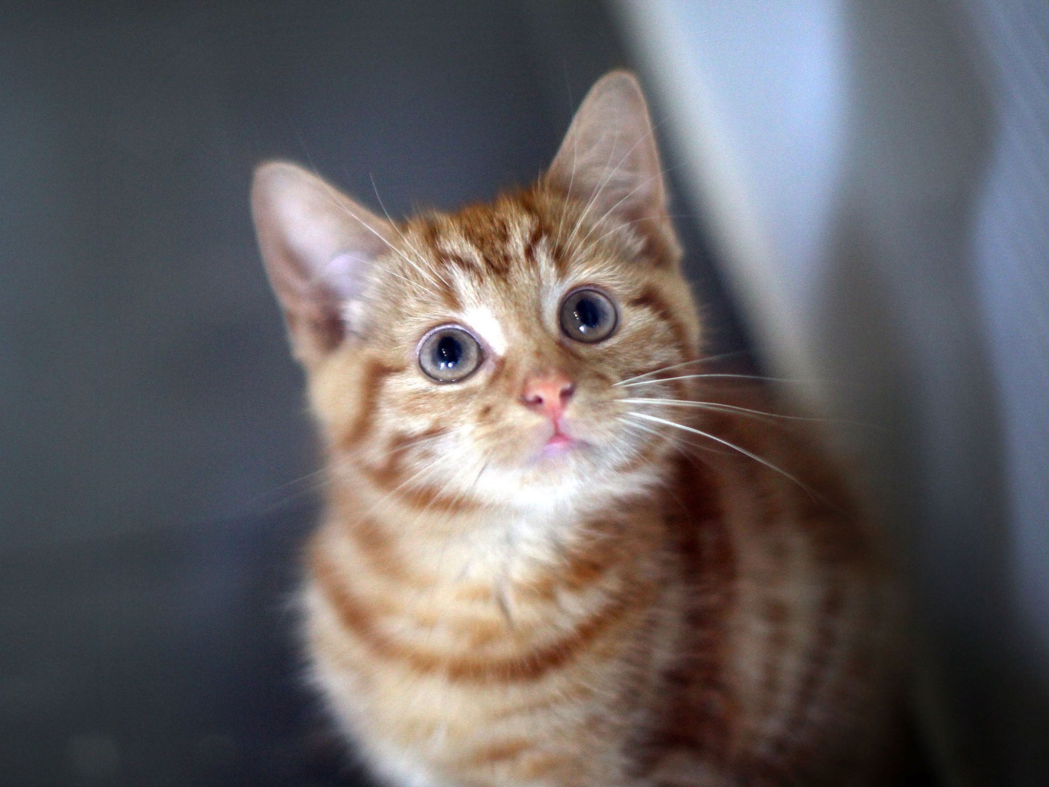 It might not be best practice to give cats two large meals a day, experts say