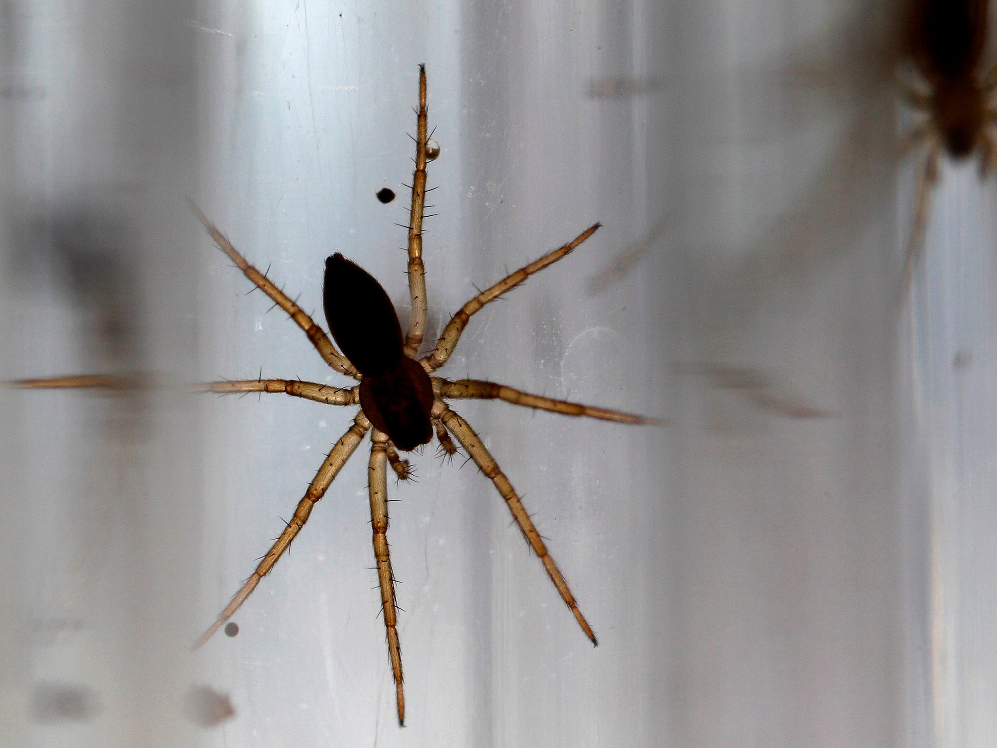 
Baby fen raft spiders are reared in test tubes at Chester Zoo in 2011 at the beginning of the conservation efforts (Reuters) 