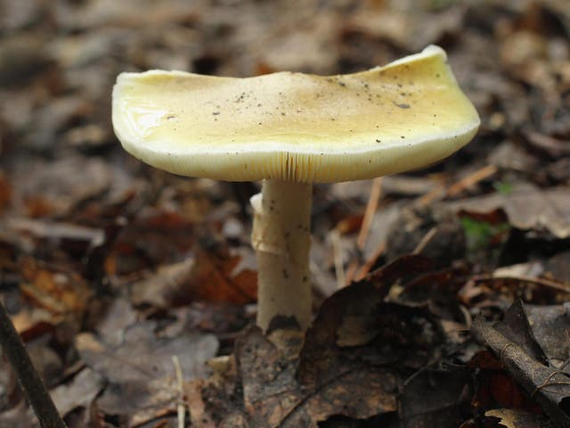 <p>There has been an increase in the numbers of the deadly fungi spotted in the UK</p>