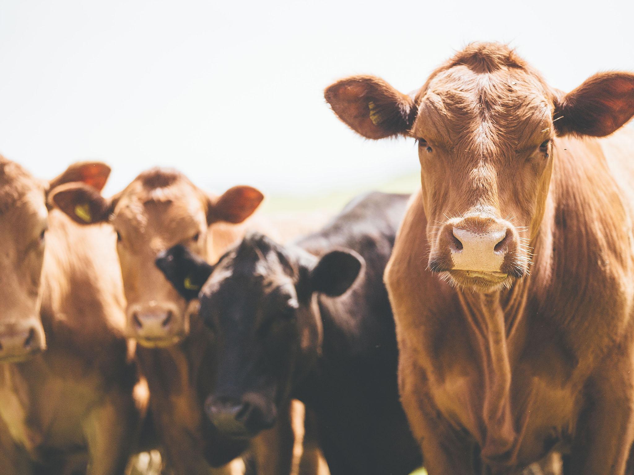 Broom is planning a feast to feed 1,000 people with a single bullock from the organic farm