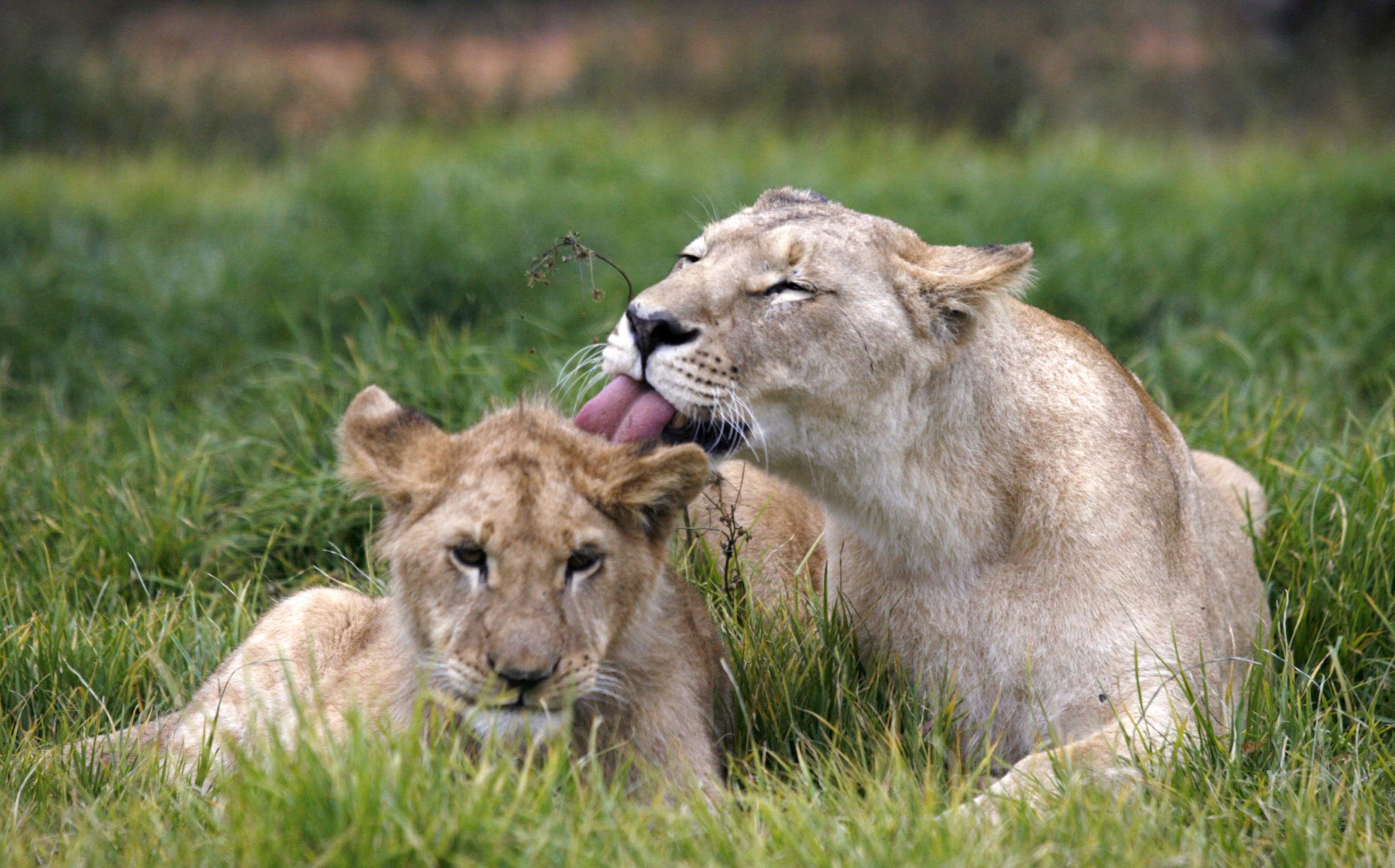 A lioness and cub in Uganda