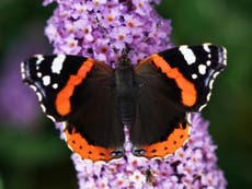 The 'butterfly effect' is wrong, quantum scientists find